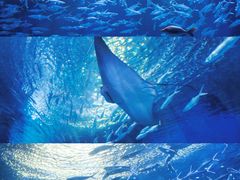 -海合安武汉极地海洋公园