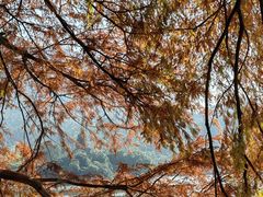 -深圳仙湖植物园