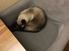 -猫友咖啡店(玉林西路店)