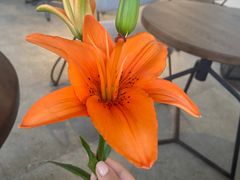 -如花大师咖啡·
