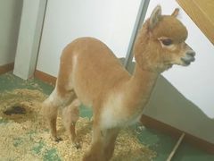 -藦茜花园宠物主题亲子互动体验馆(国顺东路店)