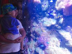 -悉尼海洋生物水族馆