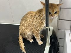 -瑞派宠物医院·犬猫全科·猫友好(宾水西道店)