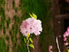 -朝阳公园