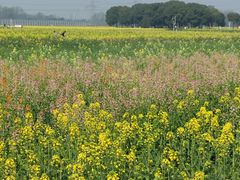 -中国天府农业博览园