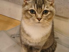 -猫咪派对(江南西店)