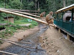 -西双版纳原始森林公园