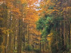 -山王坪喀斯特国家生态公园