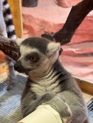 -Zoolung Zoolung动物主题公园(海信广场店)