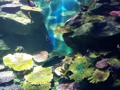 -暹罗海洋世界
