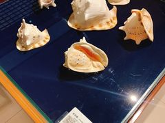 -青岛贝壳博物馆