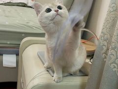 -猫十亿·布偶金渐层·曼基康矮脚猫舍(青年路店)