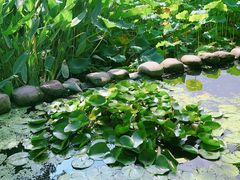 -陈家山荷花公园