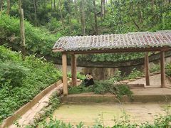 -中国大熊猫保护研究中心雅安碧峰峡基地