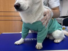 -博特宠物医院24h犬猫全科.骨科·异宠