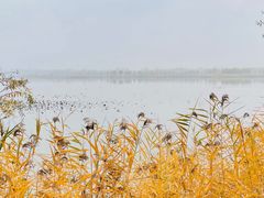 -野鸭湖国家湿地公园