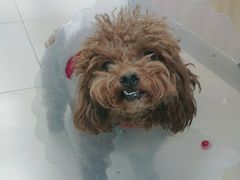 -宠福鑫康馨动物医院·骨科·眼科