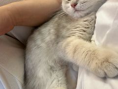 -momokira米努特·德文卷毛猫·棉花面纱犬