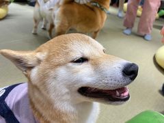 -逗柴咖啡屋·狗咖猫咖宠物桌游