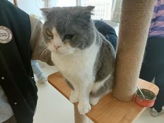 -共舞时光猫咖·狗咖(新街口店)