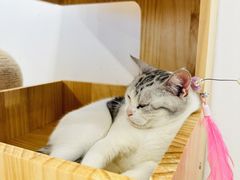 -有喵·猫咖·狗咖·30几只猫10只小狗(岗厦店)