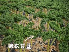 -菊园百果园