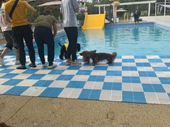 -爪吧宠物乐园 (温榆河示范区店)