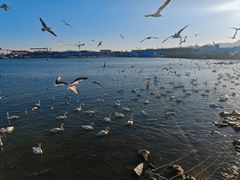 -烟墩角天鹅湖