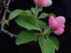 -海棠花溪(元大都城垣遗址公园)