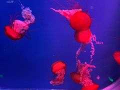 -芜湖新华联大白鲸海洋公园