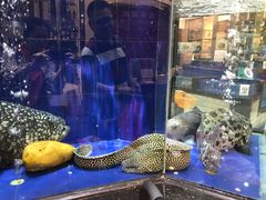 -寻味顺德·南记酒家·传统顺德菜·鱼生(广源路店)