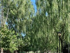 -永定河休闲森林公园