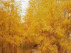 -金塔沙漠胡杨林景区