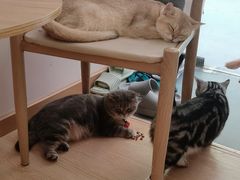 -猫咪派对(江南西店)
