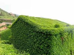-枸杞岛