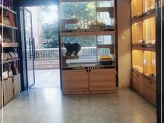 -欣宠猫屋·矮脚拿破仑·蓝金金渐层