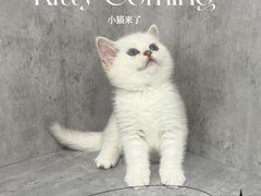 -小猫来了·猫舍(红山六九七九店)