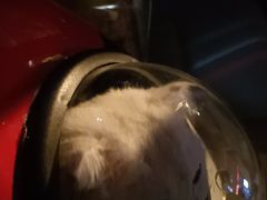 -瑞鹏宠物医院华南总院·夜诊·心脏科·骨科