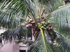 -海南清水湾莱佛士酒店