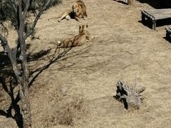 -石家庄市动物园