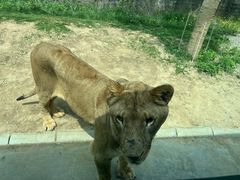 -北京野生动物园