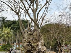 -深圳仙湖植物园