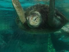 -海合安成都极地海洋公园