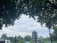 -桂湖森林公园