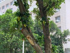 -广西大学(大学东路校区)
