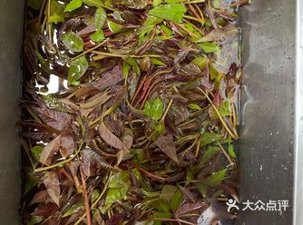 春天正是香椿树发芽，吃香椿的好季节