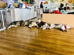 -Husky Go! 哈士奇体验馆·宠物咖啡厅狗咖