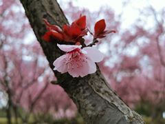 -白塘生态植物园