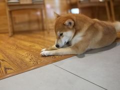 -柴务处·柴犬主题狗咖