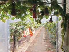 -马陆小张葡萄园农家乐